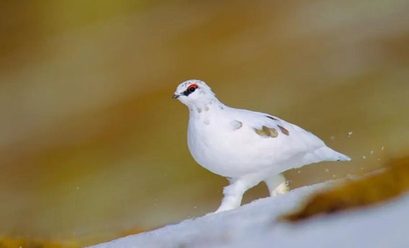 新疆生态好不好 鸟儿来投票