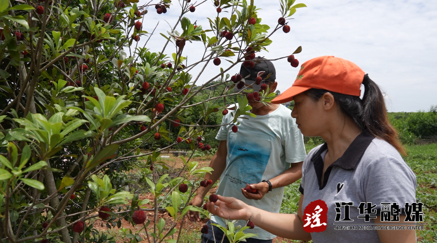 罗汉松苗木的价格是多少
