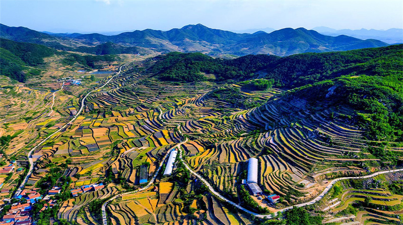 山东莒县初夏梯田美如画宛若天然调色盘