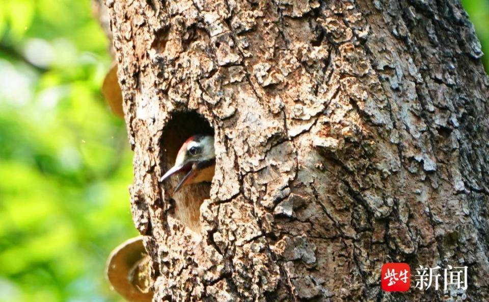 【视频】南京明孝陵景区树林中,一对大斑啄木鸟辛勤育雏