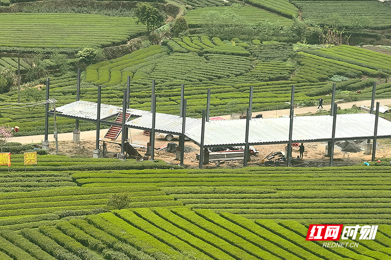 沙洲日记漫山尽是春茶香