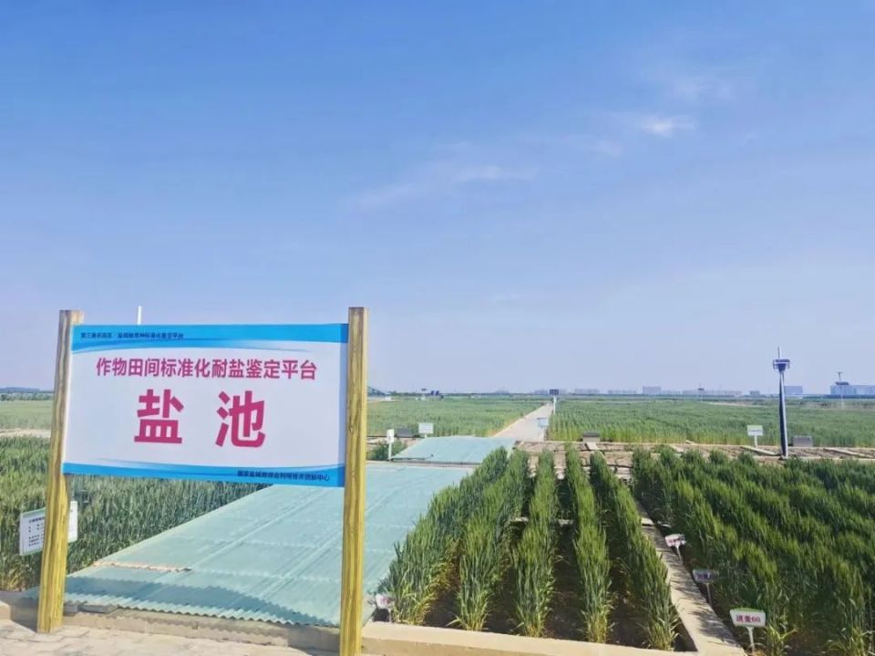 盐碱荒滩也是金山银山——山东东营市创新治理方式提升盐碱地综合利用