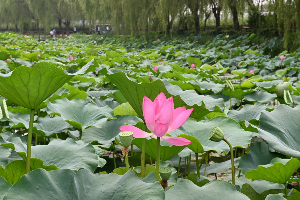 白洋淀荷花美景图片