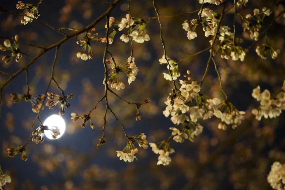 春宵一刻值千金,盘点古人笔下的春夜诗词,值得细细品味!_腾讯新闻