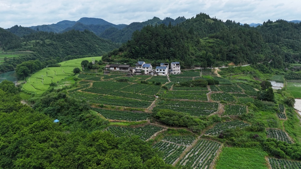 岑巩县龙田镇兴龙村瓦窑坝艳椒种植基地(陈昆  摄)今年,在村合作社