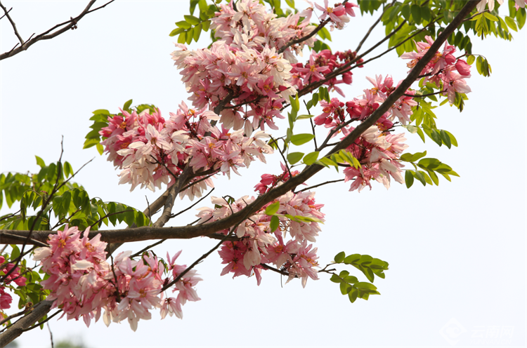 普洱镇沅:粉花山扁豆压枝头 展现一路风光