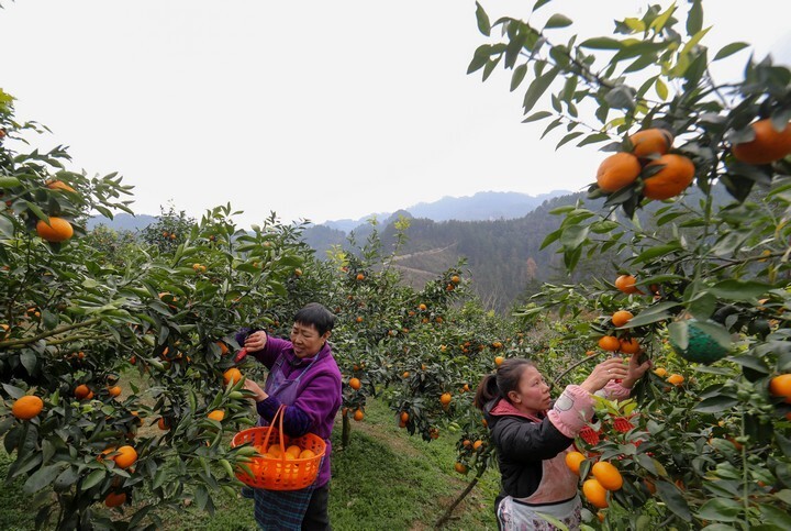 开阳县云开街道基地采摘沃柑忙村民腰包鼓起来