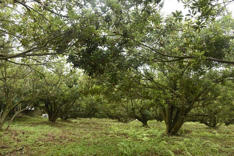 普定县马场镇:"小杨梅"带来"大收益" 群众共创"梅"好生活