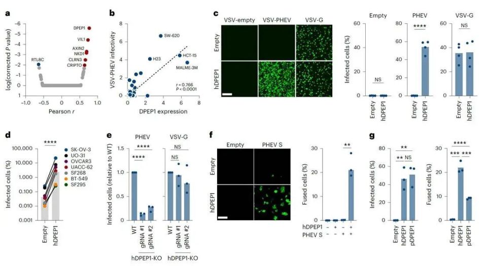 Nature microbiology |猪冠状病毒如何入侵细胞？DPEP1蛋白识别决定PHEV跨种传播与入侵效率_腾讯新闻