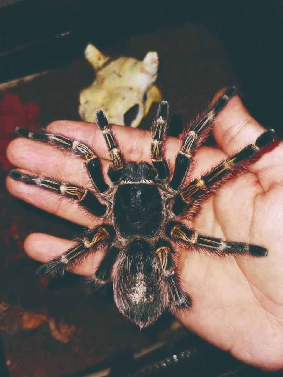 最大的蜘蛛有多大?