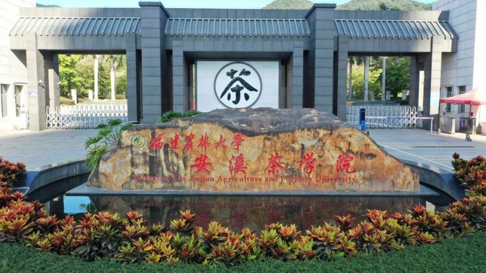 茶园碳中和研究成果……五月茶季忙,福建农林大学安溪校区不负茶香