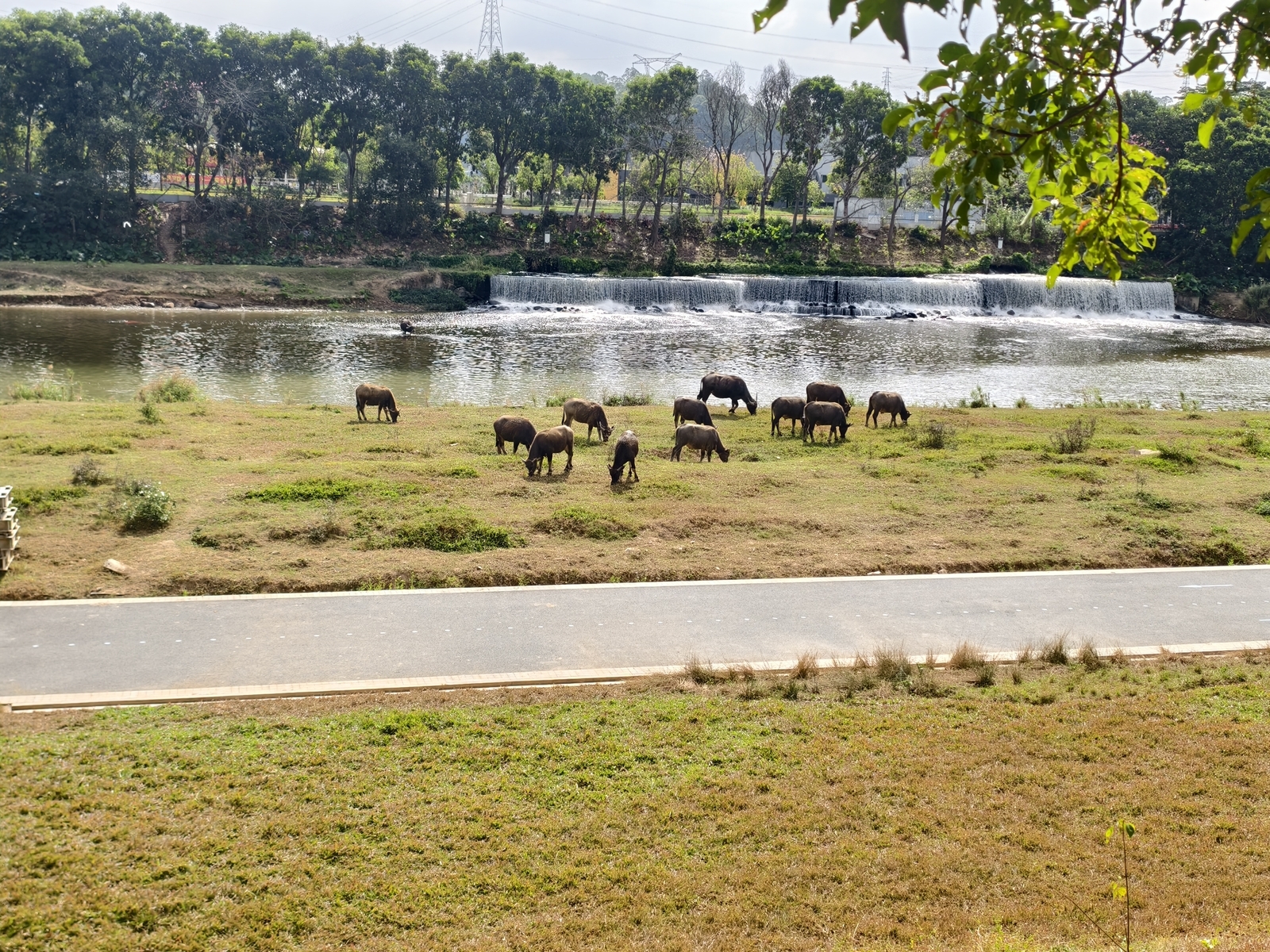 水牛的位置大概在最后一公里的位置