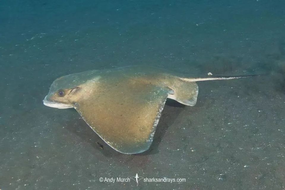 魟-赤魟鳐-背棘鳐虽然不同电鳐物种之间的形态特征大相径庭,但它还是