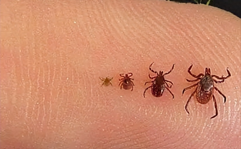 人体3大恐怖寄生虫:吃脑吸髓最长21米,一旦被盯上,可能无法逃脱!