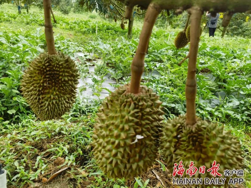 大面积种植榴莲,海南是有底气的.