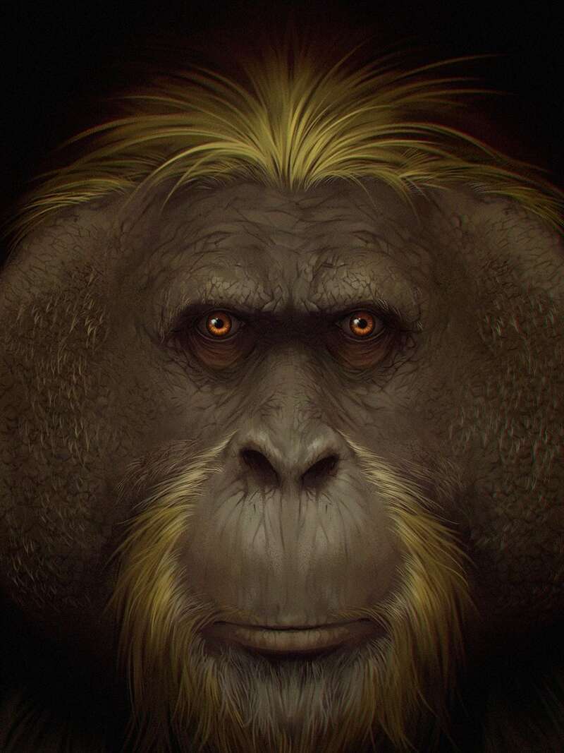 揭示巨猿绝灭之谜