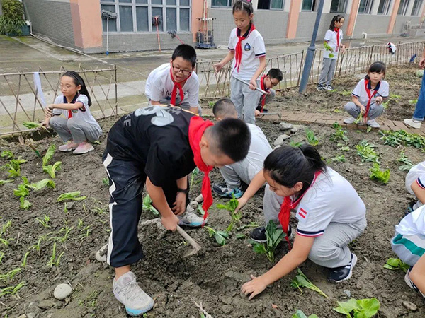 都江堰市聚源小学:让劳动教育为学生的成长赋能