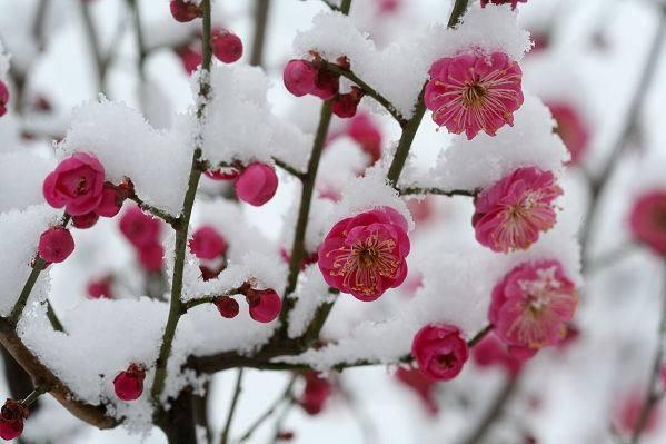 梅花的描写优美句子（历代诗人都写过梅花）-图1