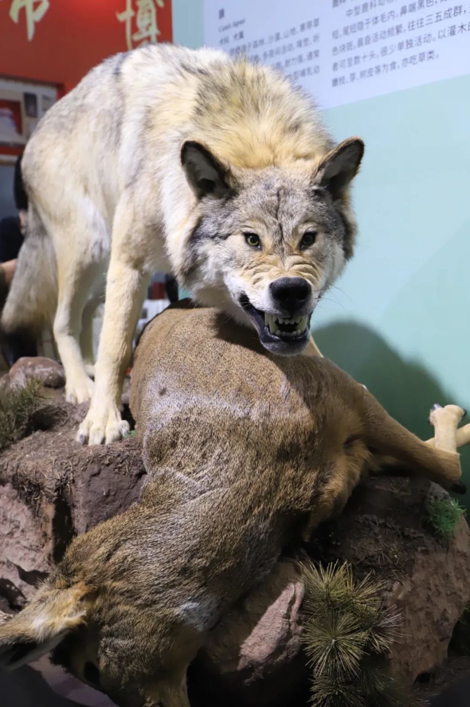 以假乱真"惟妙惟肖老鹰,山羊,骏马,狼……标本馆一定是在必逛名单里的