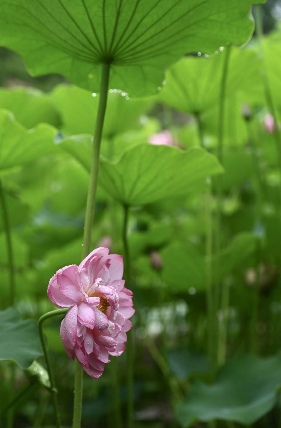 荷花大全大图片欣赏图片