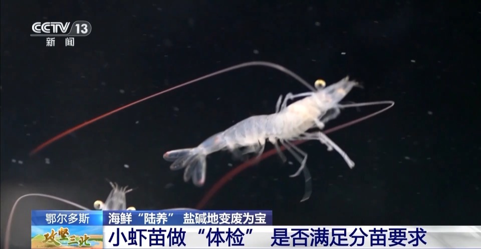 内陆也能养海产 他们在盐碱地给"大海虾"安家