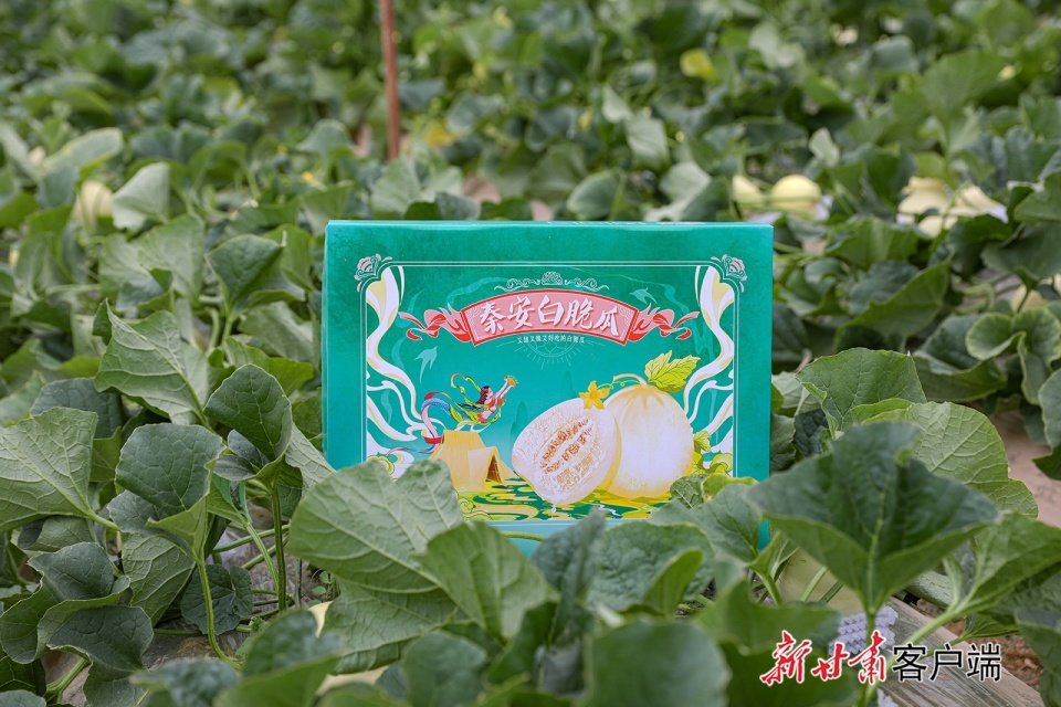 【新甘肃】秦安县大棚白脆瓜抢"鲜"上市