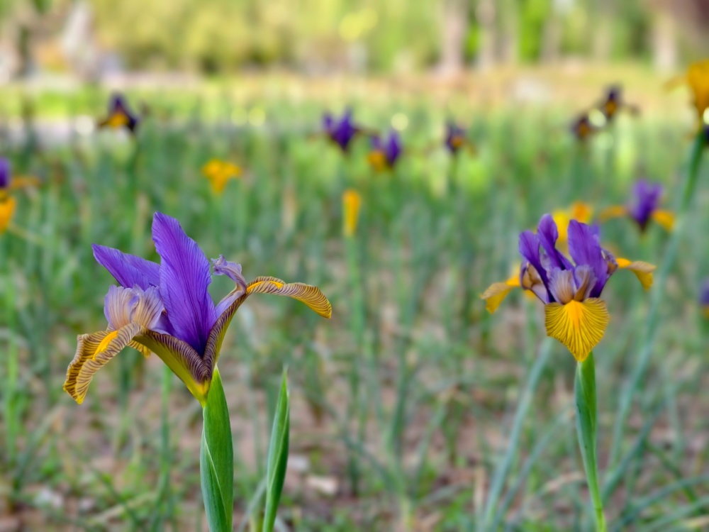 鸢尾,荆芥,蓝亚麻 缤纷颜色惹人夸 石家庄市植物园百余种宿根花卉迎来