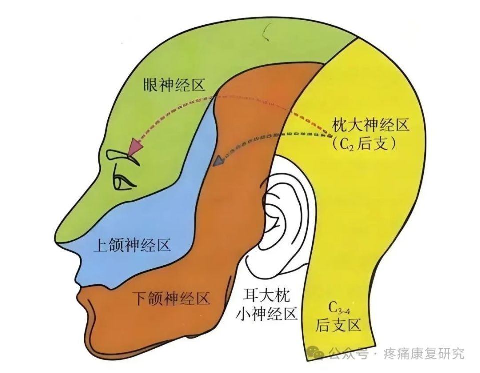 头顶解剖图图片