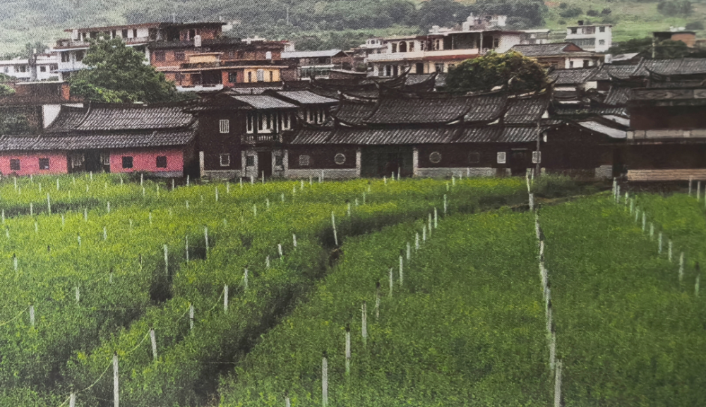 林里的传统村落作者/潇琴朗读丨陈慧在永春,有一座千年古镇——岵山