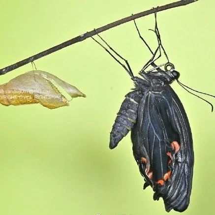 自然变形记:昆虫变变变 | 中国国家地理大讲堂直播预告
