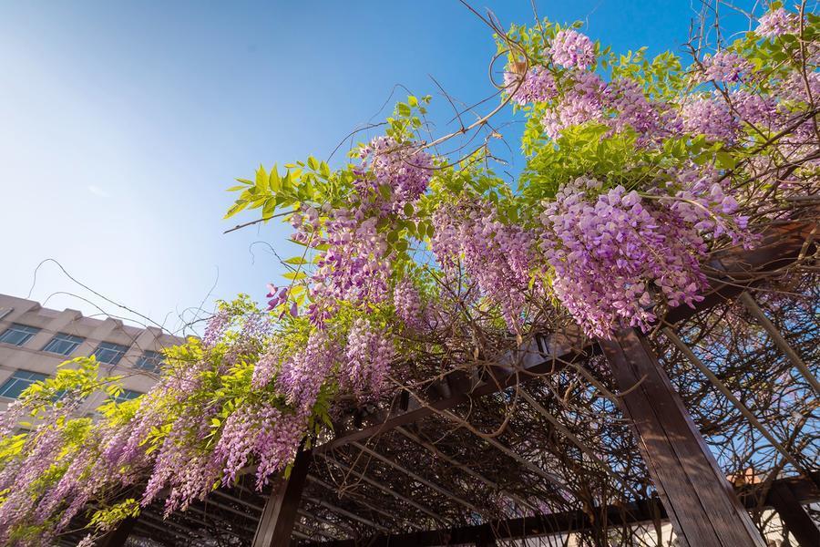 山东好景|四月紫藤花妙不可言