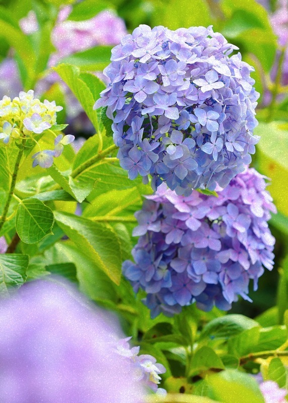 绣球花开!来观山湖公园追逐五彩缤纷的夏天_腾讯新闻