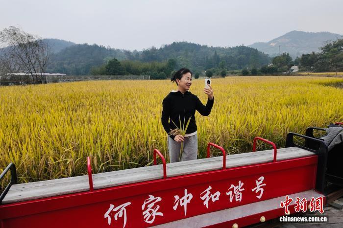 神奇:银杏树下90余年，红色基因何以生生不息？(图2)