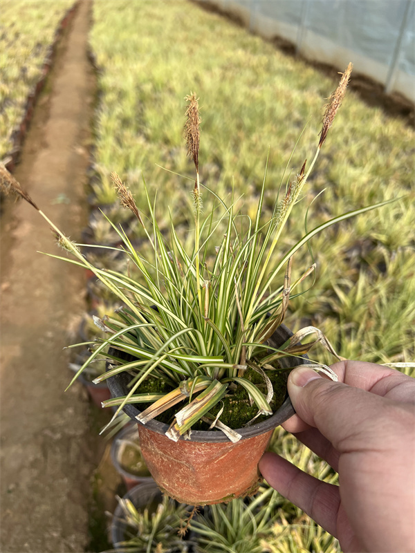 北京金葉苔草基地 金葉苔草營養杯苗_騰訊新聞