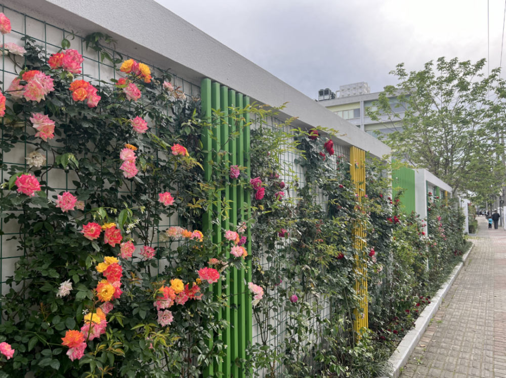 徐汇这些围墙"换上新装",社区规划师怎么改?