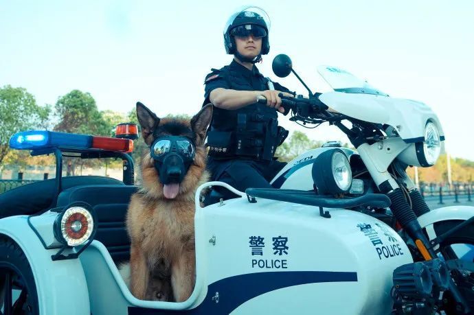 汪汪队,上大分!