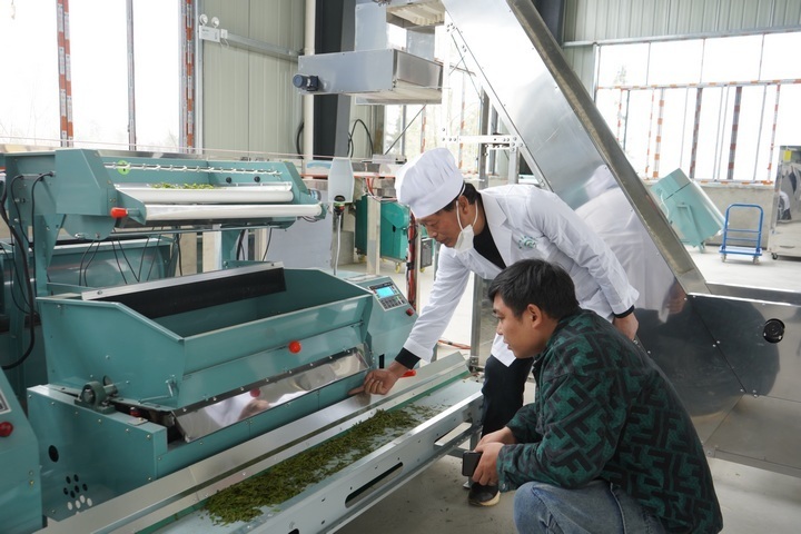 茶叶基地的制茶厂内,多台机械正在不停运转,工人们穿梭其中,工厂里