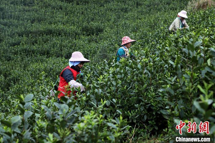 广西田林春分至采茶忙