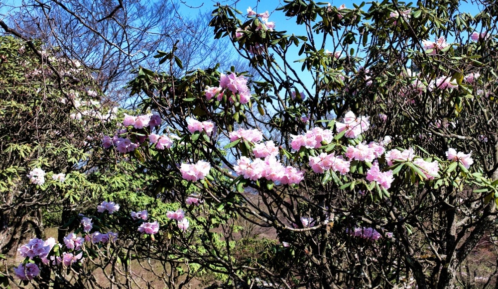 c视频四月芳菲快来通江赏万亩高山杜鹃花
