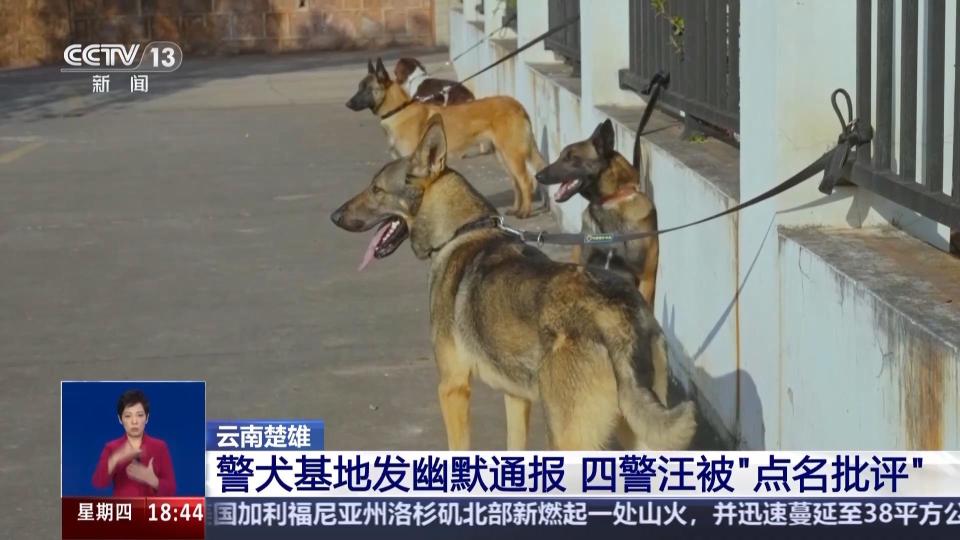 抖音达人：2024年澳门管家婆天天开彩-四只警犬被“点名批评” 其实可靠的它们各有绝活