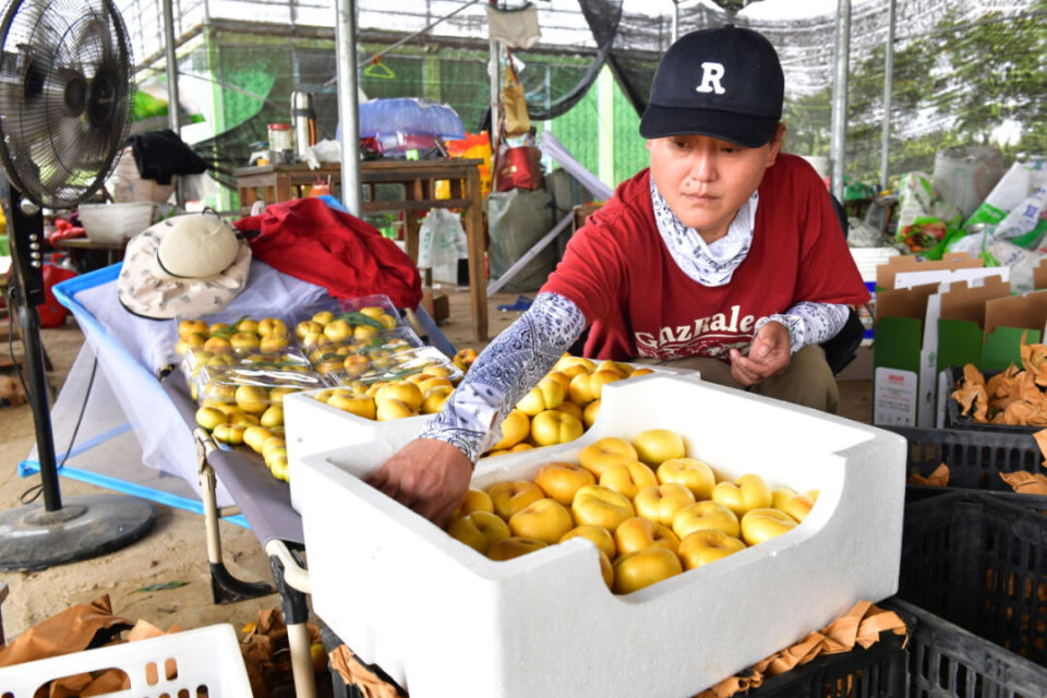 在采摘基地蟠桃园里,工人正在蟠桃树下采摘成熟的蟠桃.