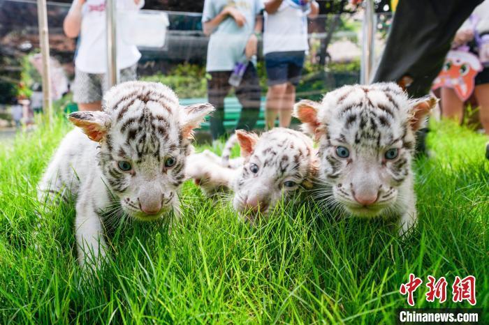 河南郑州:三胞胎小白虎萌趣多