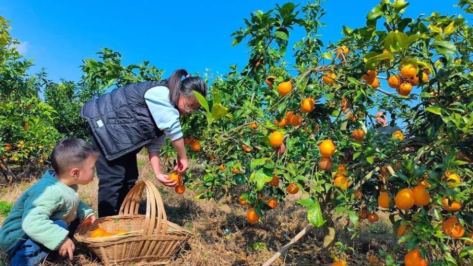 兴义万峰林：果冻橙沃柑双丰收 甜蜜上市引客来_腾讯新闻