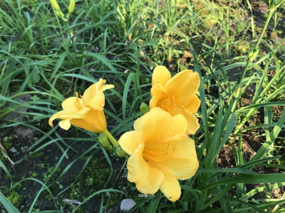 "金娃娃"萱草绽放,冰城夏都又增色彩