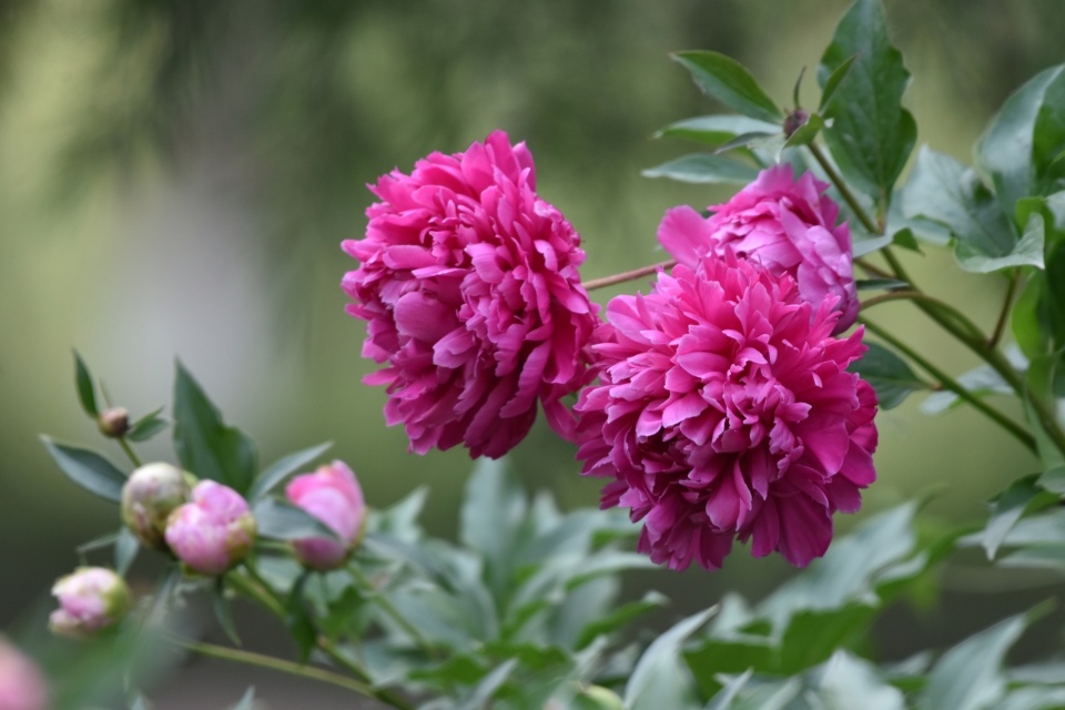 滨州市:满园芍药香