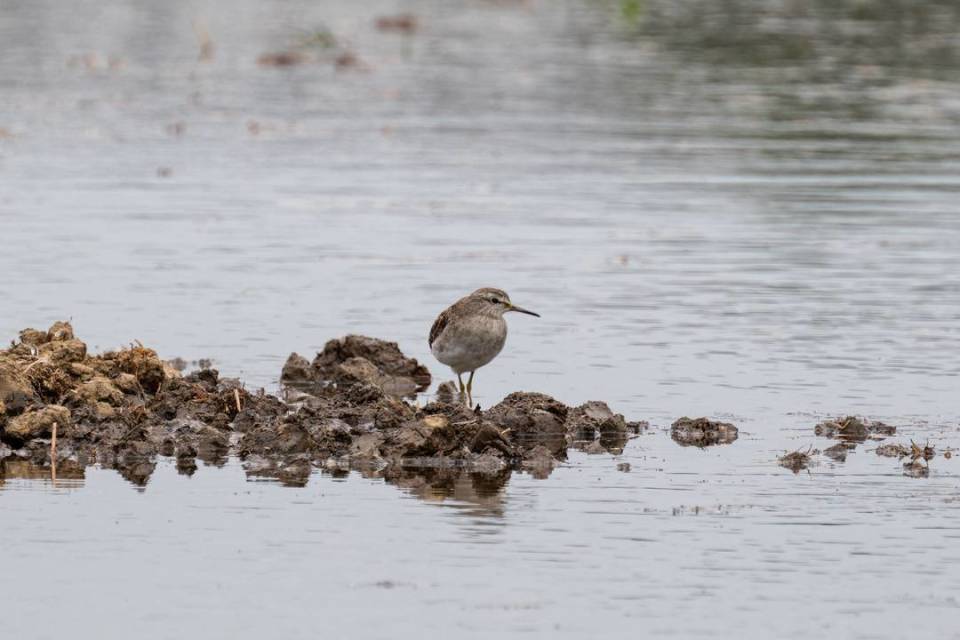 林鹬黄腹鹨灰头麦鸡(前),凤头麦鸡(中),白鹭(后)水鹨白鹡鸰黄头鹡