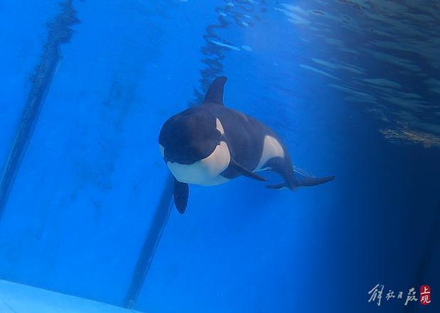 虎鲸家族添二宝小家伙俏皮爱吐舌头