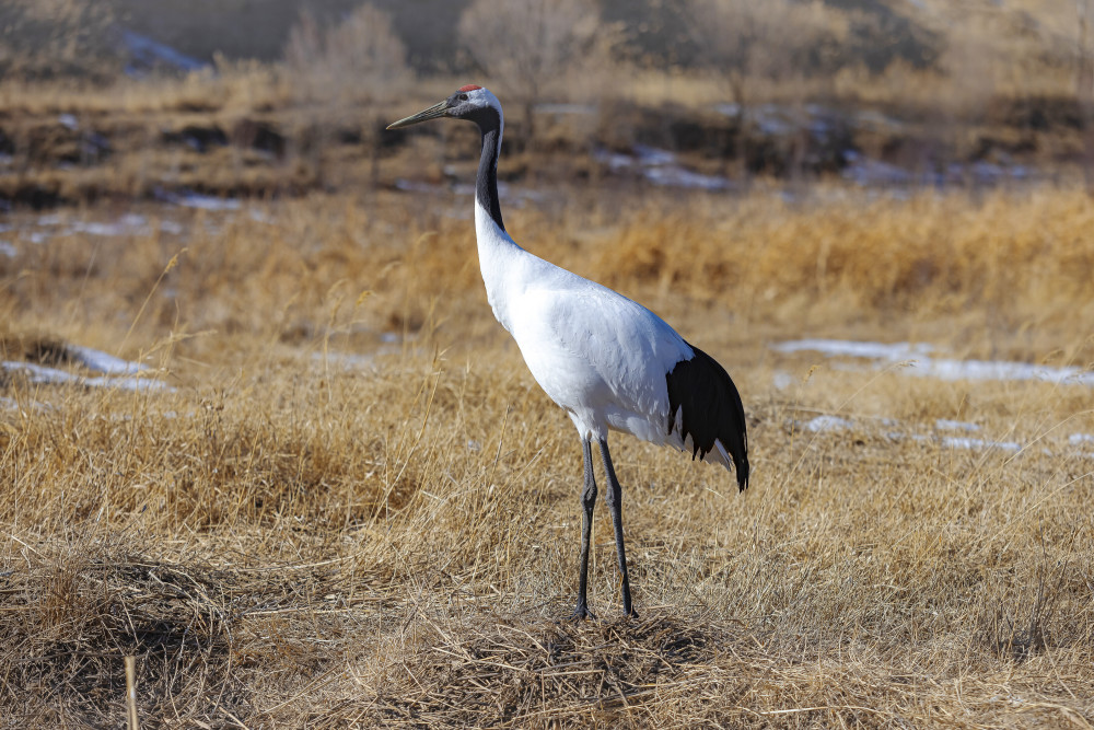 丹顶鹤"悠闲"觅食_腾讯新闻