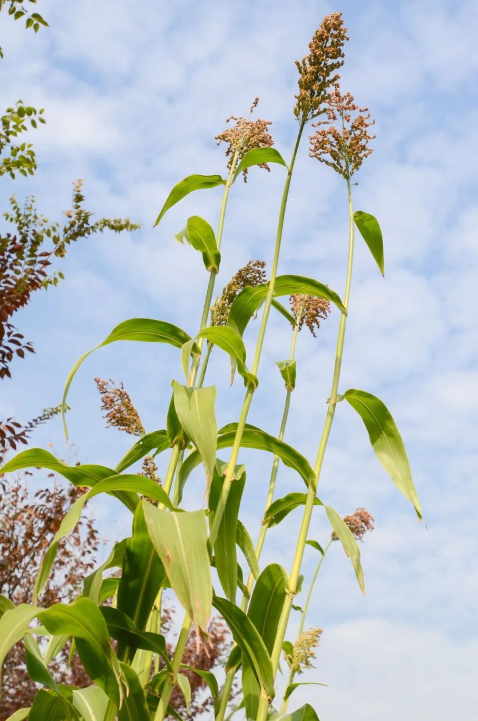 最是甘鲜甜芦粟