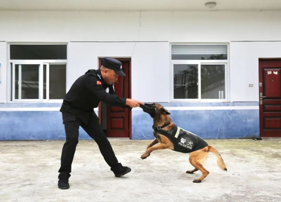 陕西警犬"巴克"荣获"公安部功勋犬"荣誉称号